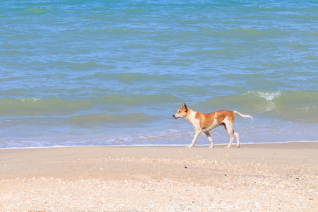 Cute dog running on sea beachの写真素材