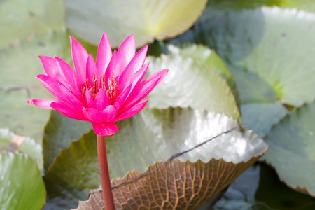 Blooming pink lotus flower with leaf backgroundの写真素材
