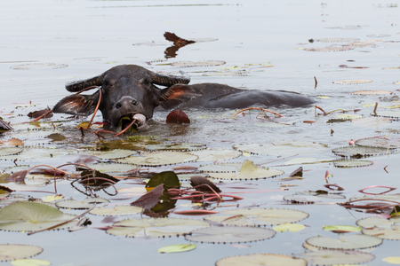 Water buffalo eating lotus plan in river, Thailandの写真素材