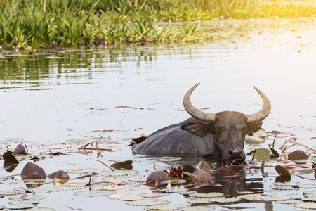 Black water buffalo eating lotus plan in river, Thailandの写真素材