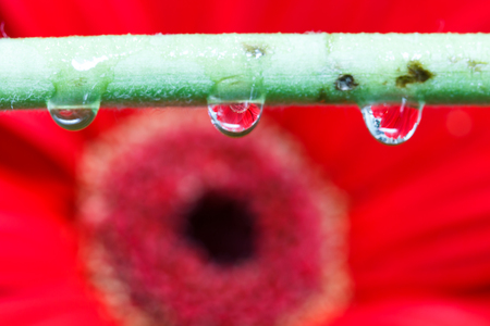 Water drop with red floer backgroundの写真素材