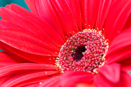 Macro photo of red flower for backgroundの写真素材