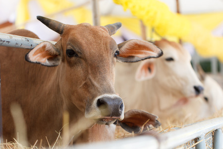 Cow eating grass in animal agriculture farmの写真素材