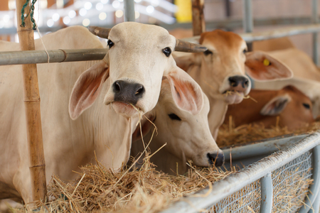 White cow eating grass in animal agriculture farmの写真素材