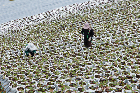Workers are watering strawberry trees in vegetable farms in highland farmlandの写真素材