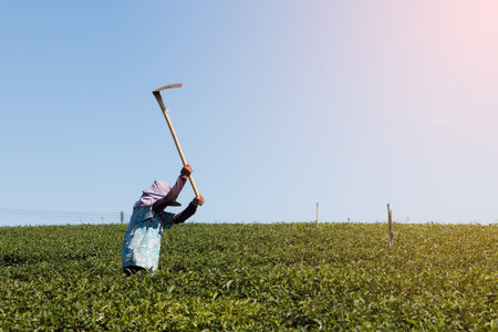 Woman worker working agriculture in tea field on daytime