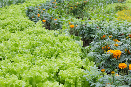 White cabbage and marigold are beautifully arranged in the green gardenの写真素材