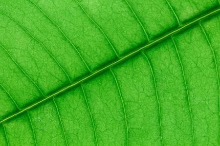 Abstract green leaf texture for pattern and backgroundの写真素材