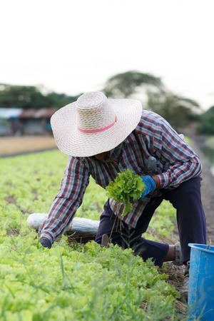 Farmer harvesting kale on the farm, farming is an agricultural industry in Thailand.の写真素材