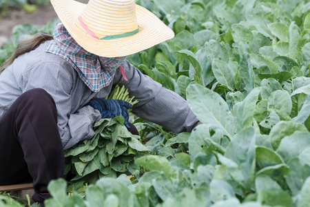 Farmers are harvesting kale on the farm, farming is an agricultural industry in Thailand.の写真素材