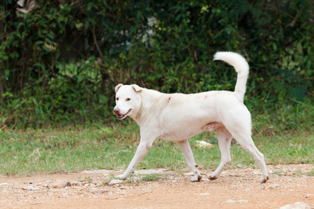 White dog running on the streetの写真素材