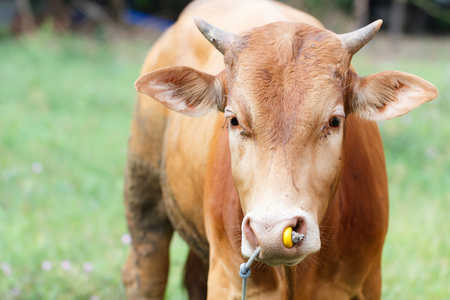 Close-up cow eating grass in the lawn in agriculture farmの写真素材