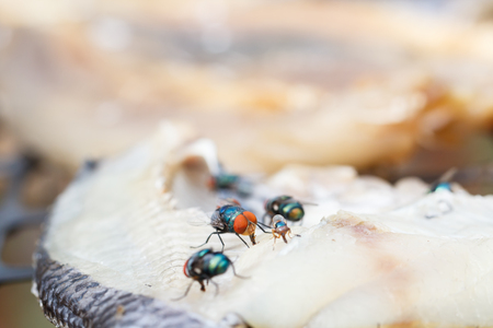 Macro close-up of flies dried fish meat, the concept represents the food is not cleanの写真素材