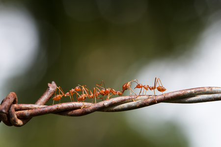 Macro photography of ants climbing on the barbed wire, the concept of trying to overcome the problems and obstaclesの写真素材