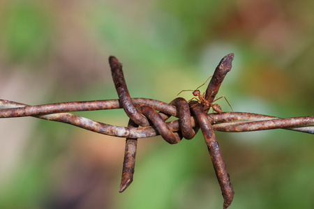 Macro photography of ants climbing on the barbed wire, the concept of trying to overcome the problems and obstaclesの写真素材