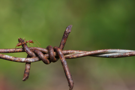 Macro photography of ants climbing on the barbed wire, the concept of trying to overcome the problems and obstaclesの写真素材