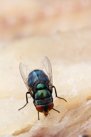 Macro close-up of flies dried fish meat, the concept represents the food is not cleanの写真素材
