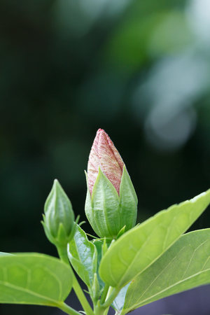 Pink hibiscus flowers before bloomの写真素材