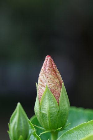 Macro of Pink hibiscus flowers before bloomの写真素材