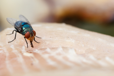 Macro close-up of flies dried fish meat, the concept represents the food is not cleanの写真素材