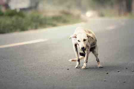 Cute dog on the side streetの写真素材