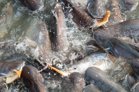 Catfish are eating in the fish pondの写真素材