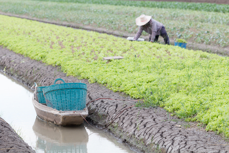 Small boat prepare for farmer harvesting kale on the farm field agricultural industry in Thailand.の写真素材