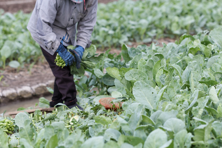 Farmers harvesting kale on the farm, farming is an agricultural industry in Thailand.の写真素材