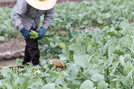 Farmers harvesting kale on the farm, farming is an agricultural industry in Thailand.の写真素材