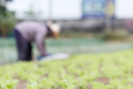 Blur background of Farmers harvesting kale on the farmの写真素材