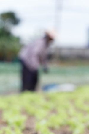 Blur background of Farmers harvesting kale on the farmの写真素材