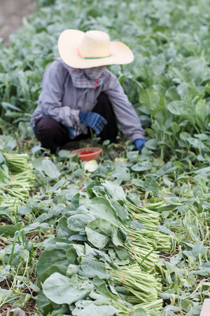Kale on farm with blur of Farmers harvesting in backの写真素材