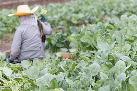 Kale on farm with blur of Farmers harvesting in backの写真素材