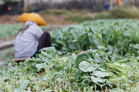 kale on farm with blur of Farmers harvesting in backの写真素材