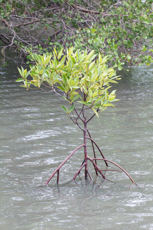 Small mangrove three in forest which major wetland in Thailand.の写真素材