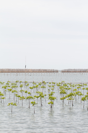 Small mangrove three forest in water which major wetland in Thailand with white sky backgroundの写真素材