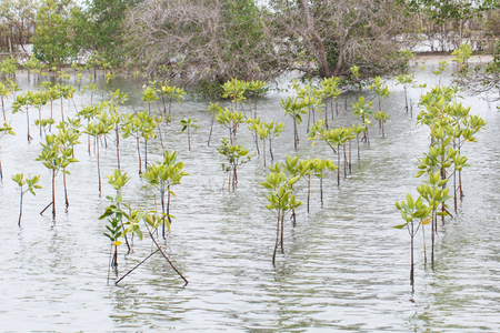 Small mangrove three forest in water which major wetland in Thailand.の写真素材