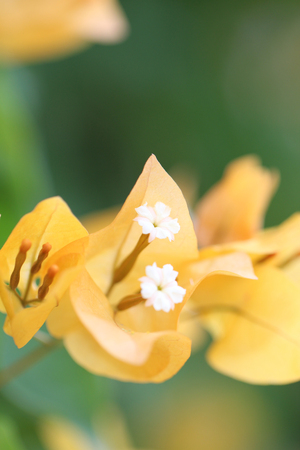 Beautiful yellow Bougainvillea flowers on a green backgroundの写真素材