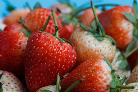 Macro shot of red strawberry on blue background with pastel colorの写真素材