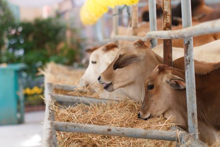 Cow eating grass in animal agriculture farmの写真素材