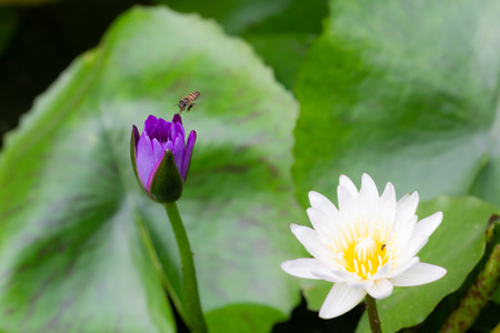 Macro of Bees flying on purple and white lotus Flower in water pond.の写真素材