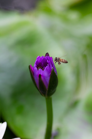 Macro of Bees flying on purple lotus Flower in water pond.の写真素材