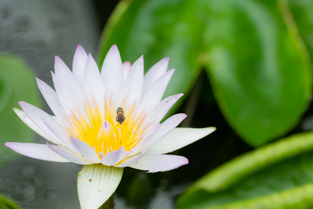 Macro of Bees flying on white lotus Flower in water pond.の写真素材