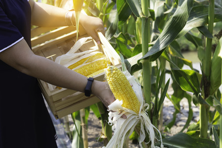 Harvesting corn food, woman hand holding crop corn on field.の写真素材