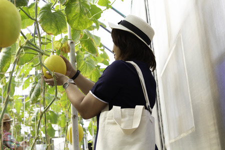 Woman with cotton bag hands holding yellow melon in organic melon farm.の写真素材