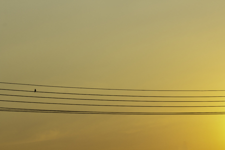 Minimal image of bird on the power line at sunset.の写真素材