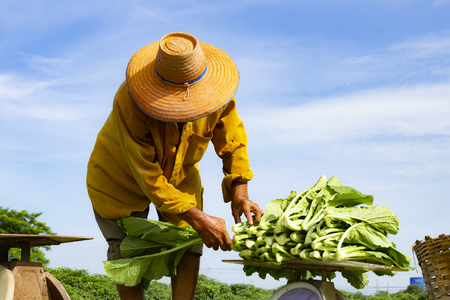 Rural farmers wearing yellow shirts are weighing fresh vegetables that have just been collected from the farm to prepare for delivery. agricultutre concept.の写真素材