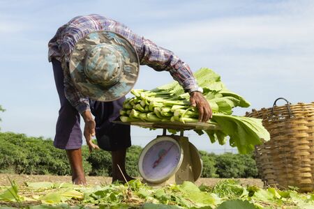 Rural farmers wearing yellow shirts weighing fresh vegetables that have just been collected from the farm to prepare for delivery. Organic agricultutre concept.の写真素材