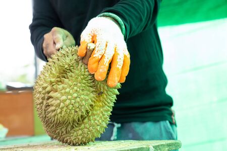 Man peeling durian shell use knife, The durian is a king of fruit in Thailand.の写真素材