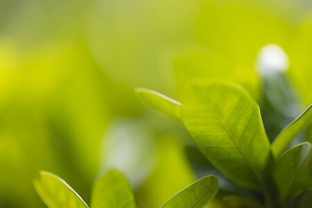 Tree leaf background and texture, solf focus with macro lense.の写真素材